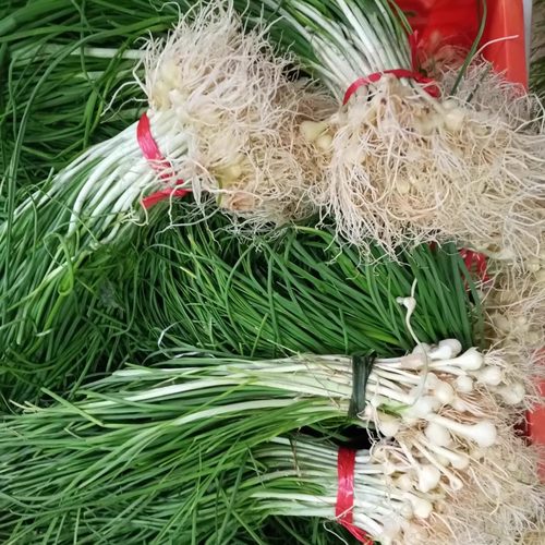 现挖新鲜野葱当季小根葱