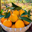 正宗湖南麻阳冰糖橙整箱当季 新鲜时令鲜现摘水果现发手剥甜橙柑子