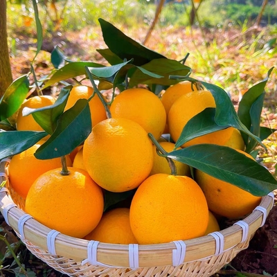 新鲜现摘麻阳麻阳冰糖橙