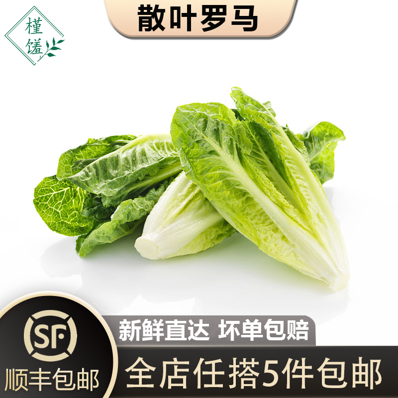 散叶罗马生菜新鲜蔬菜沙拉食材