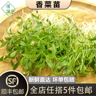 新鲜蔬菜苗可食用芽苗菜西餐摆盘装 香菜苗1盒 饰点缀 槿馐