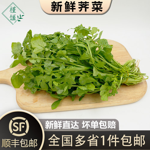 现挖本地荠菜野菜馄饨饺子馅食材