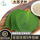 东北紫苏叶大苏子叶韩国烤肉包饭泡菜 新鲜苏子叶100g 槿馐