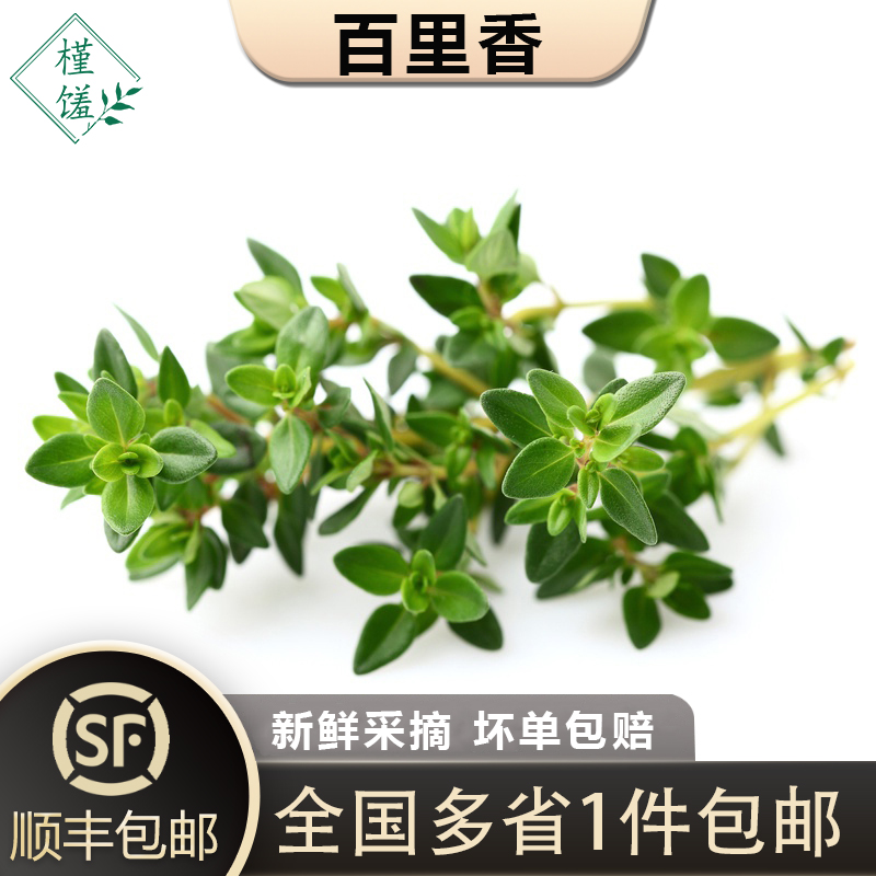 新鲜百里香250g香草西餐用