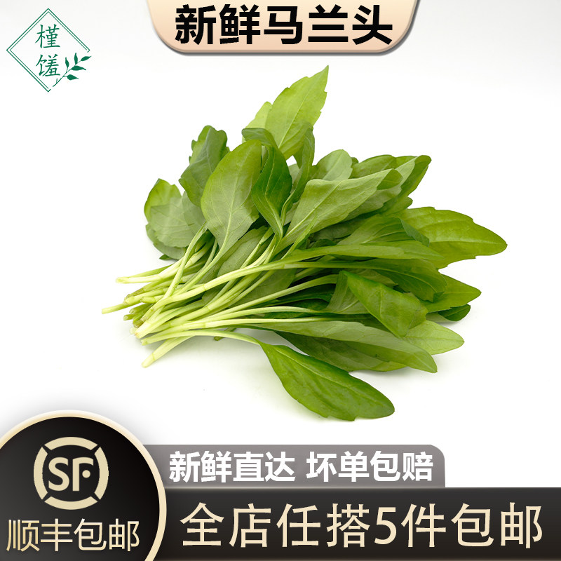 新鲜马兰头500g 鸡儿肠山坡菜上海金山本地农家蔬菜红梗野菜凉拌,水产肉类/新鲜蔬果/熟食,西兰花/花菜,淘宝优惠券,粉丝福利购,淘宝优惠卷