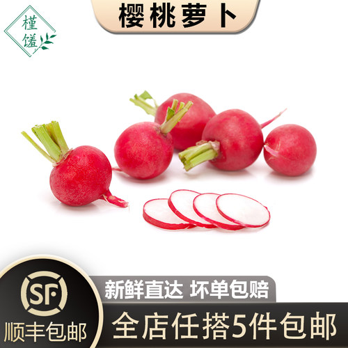 樱桃萝卜迷你小红萝卜新鲜蔬菜