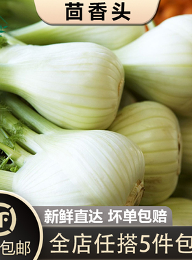 【槿馐】茴香头500g新鲜茴香根茴香球茎 西餐料理香料食材5件包邮
