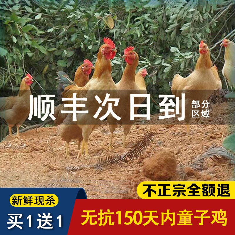 发2只正宗土公鸡仔公鸡童子鸡农家走地鸡粮食散养现杀顺丰包邮