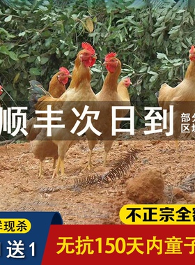 发2只正宗土公鸡仔公鸡童子鸡农家走地鸡粮食散养现杀顺丰包邮