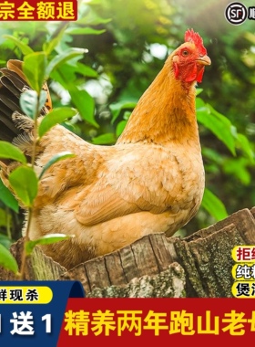 老母鸡土鸡农家散养鸡肉新鲜笨鸡走地鸡乌鸡活鸡新鲜现杀鸡整只