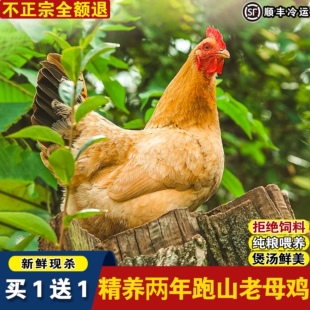 老母鸡土鸡农家散养鸡肉新鲜笨鸡走地鸡乌鸡活鸡新鲜现杀鸡整只