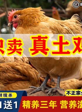 2只超大老母鸡正宗3年土鸡农家散养鸡走地鸡月子鸡现杀粮食散养
