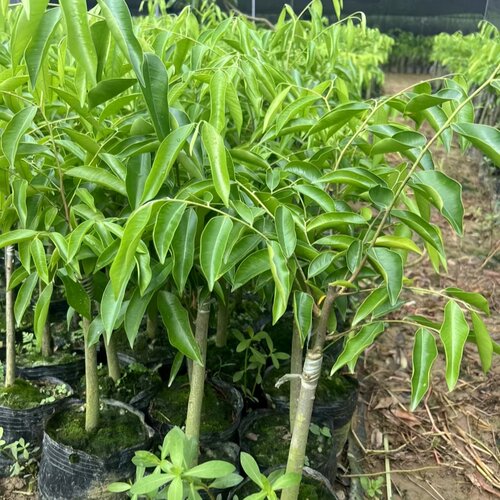 香脉品种奇楠沉香嫁接苗