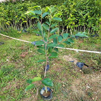 正宗一级糖结品种奇楠沉香苗