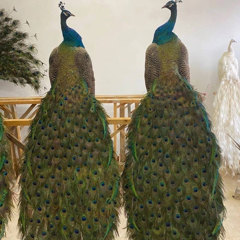 孔雀标本动物摆件客厅酒店装饰家居手工艺品真实羽毛道具模型礼品