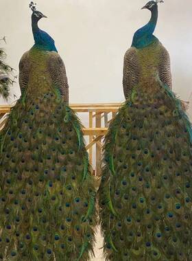 孔雀标本动物摆件客厅酒店装饰家居手工艺品真实羽毛道具模型礼品