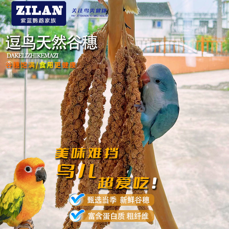 鹦鹉零食谷穗[5根] 小鸟断奶零食黄谷穗小米穗鸟笼杂粮磨牙天然