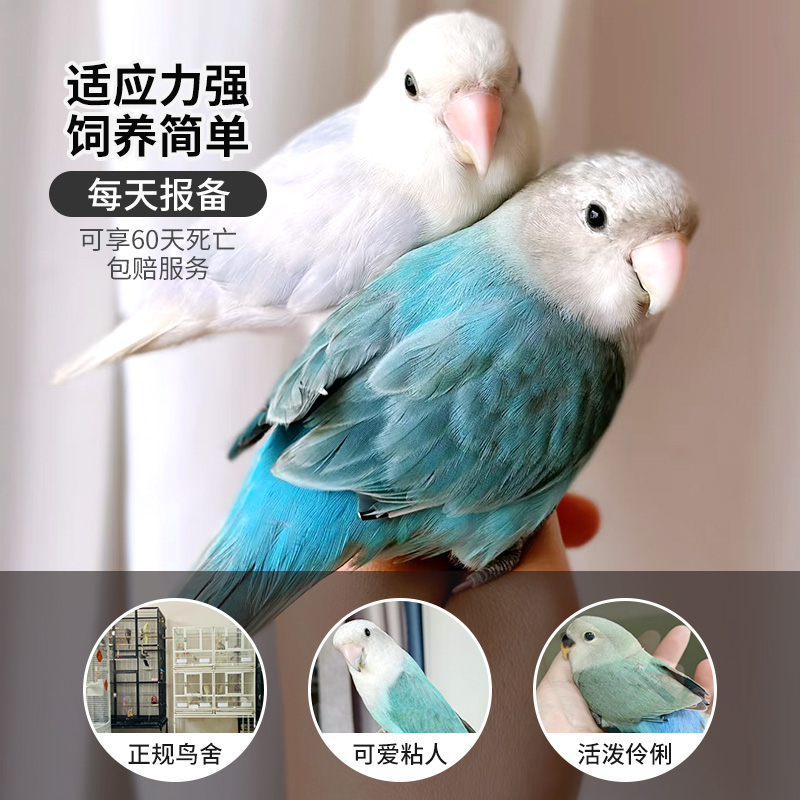 牡丹鹦鹉活鸟虎皮玄凤鹦鹉会说话的小鸟合适手养的亲人小型宠物鸟