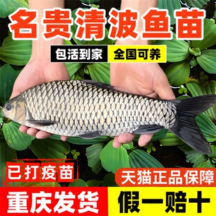 清波鱼苗淡水养殖食用特大中华倒刺鲃乌鳞鱼青波小鱼苗观赏鱼