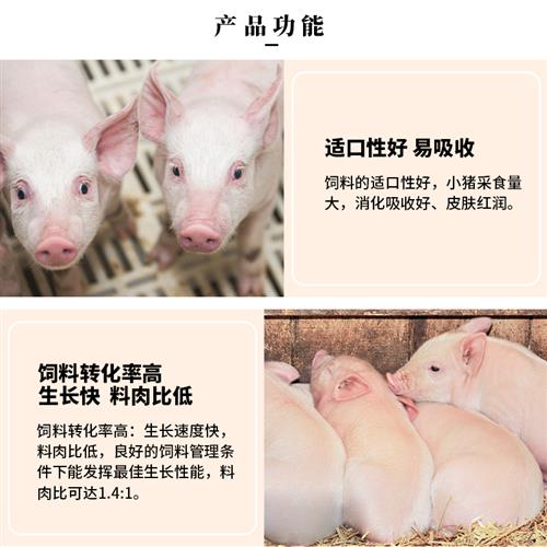 20%乳猪饲料预混料 高档仔猪浓缩料包邮 抗病长得快 不拉稀