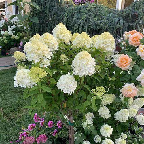 暖暖半岛 圆锥绣球合集 石灰灯北极熊庭院花境植物耐寒耐热大花