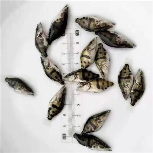 桂花水花鱼苗 淡水斑桂鱼季花鱼翘嘴鳜鱼苗大眼桂鱼苗凶猛路亚鱼