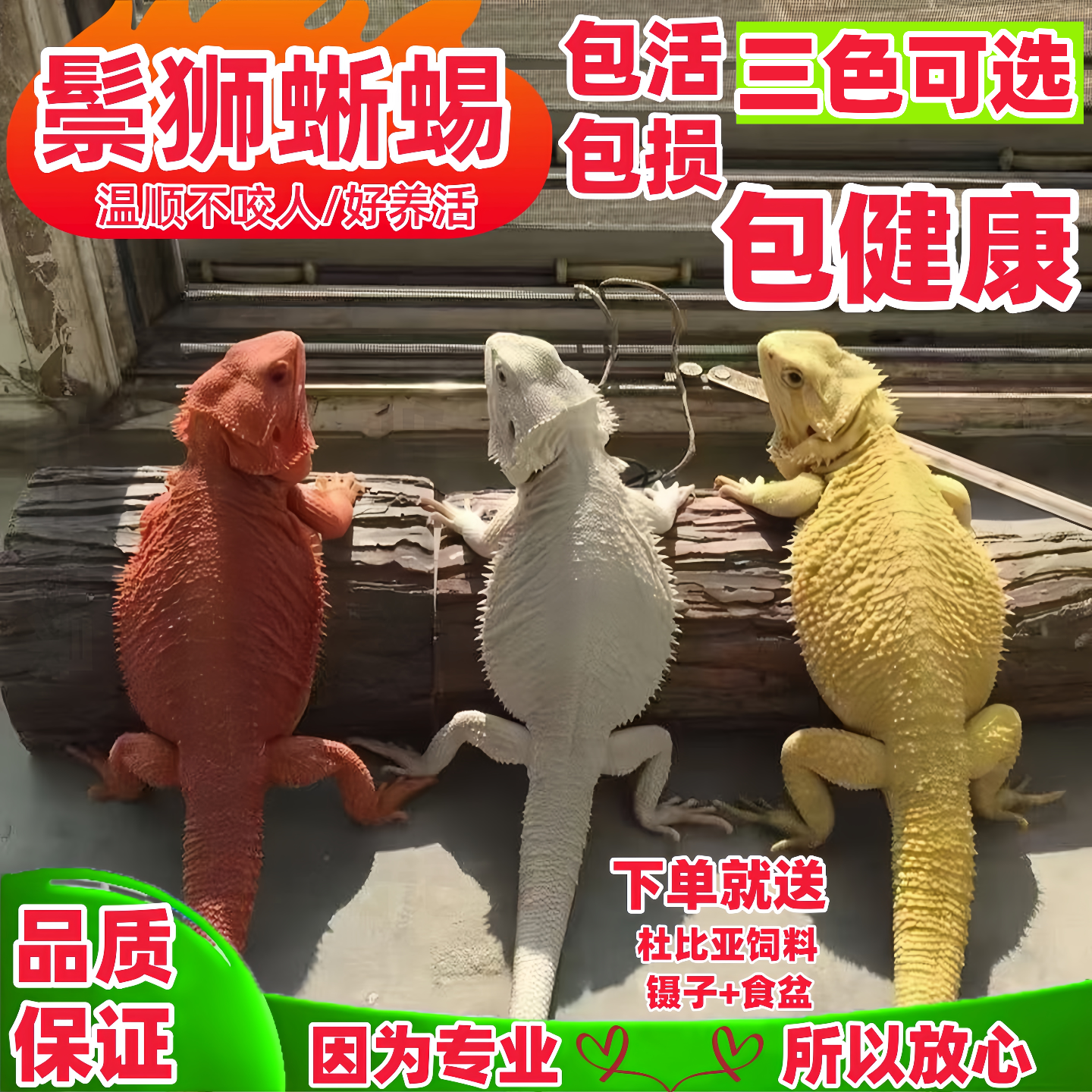 鬃狮蜥蜴入门级宠物守宫蜥蜴爬宠