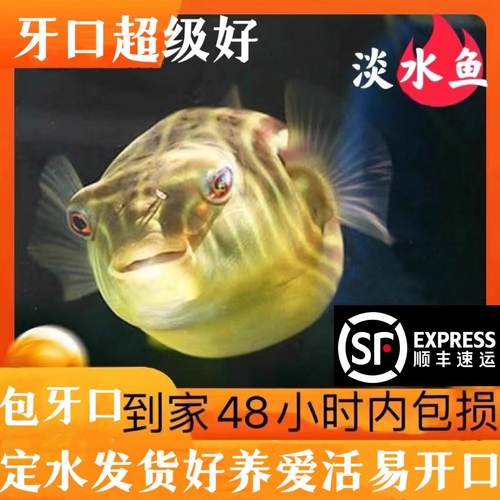 斑马狗头河豚鱼凶猛鱼活体观赏鱼