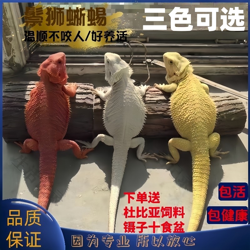 鬃狮蜥蜴入门级宠物守宫蜥蜴爬宠
