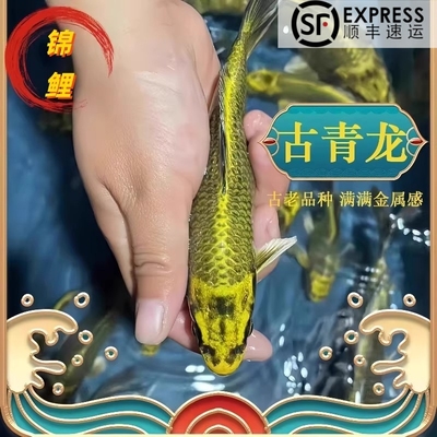 古黄金锦鲤淡水冷水鱼自来水可养