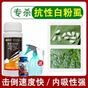 专杀白粉虱蚜虫灭花盆专灭小飞虫白飞虱专用药花卉蔬菜植物杀虫剂