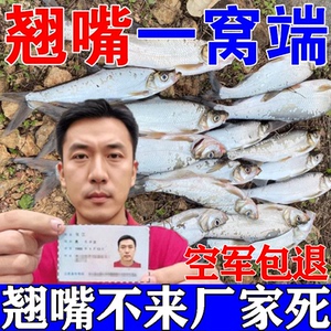 翘嘴小药路亚钓翘嘴专用vib铁板假饵通用打窝料泥鳅活饵诱鱼小药