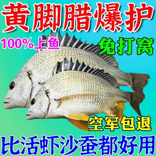 黄脚腊饵料黄鳍鲷专用海钓爆护神器秋季 黄立鱼大海活虾通杀鱼食