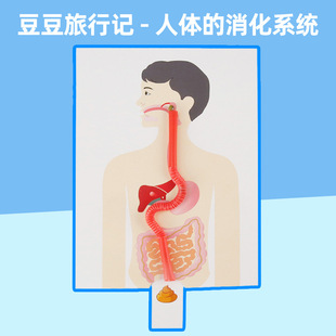 科技小制作手工DIY人体消化系统拼图科学实验豆豆旅行记早教玩具