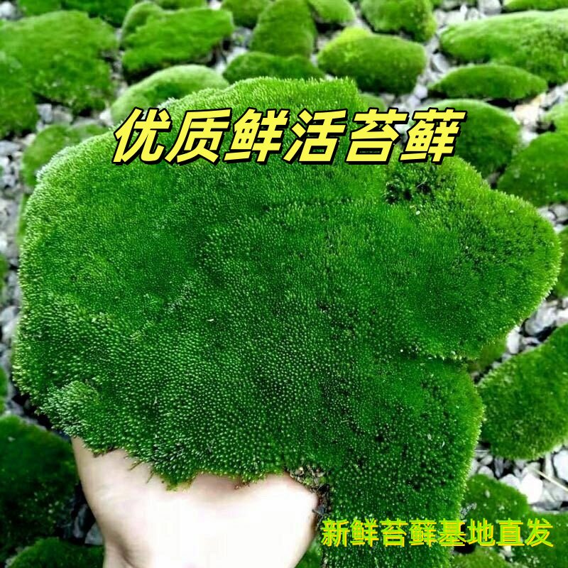 野生鲜活朵朵藓苔藓微景观