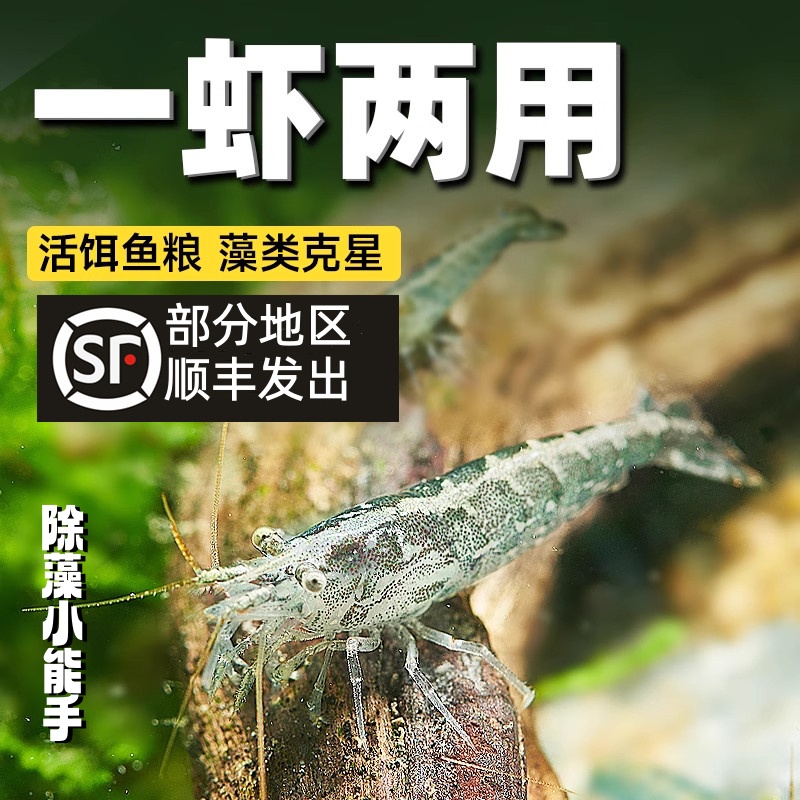 黑壳虾鱼缸水草清洁除藻虾工具超大观赏米虾宠物活体饲料龟粮造景