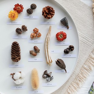 松果木片橡果干果摆件壳干花材料植物标本相框手工diy素材装饰