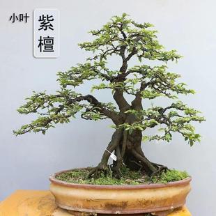 常青绿植黑檀木黑骨茶盆栽 高档小叶紫檀树桩盆景室内净化空气四季