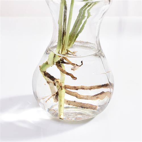 风信子透明玻璃水培容器水仙花瓶玻璃花盆水培瓶插植物器皿养花瓶-封面