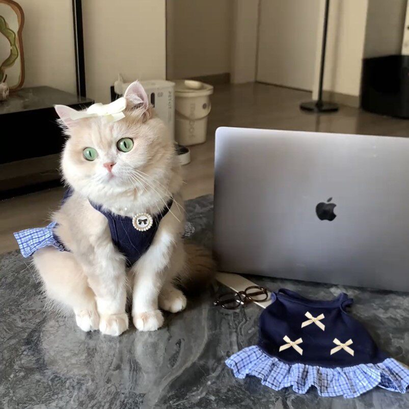 秋冬猫咪衣服防掉毛狗狗吊带公主猫宠物服装/雨衣（新