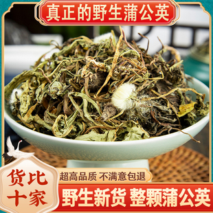 特级干货蒲公英根茶新鲜中药材 野生蒲公英切片500g克蒲公英茶正品