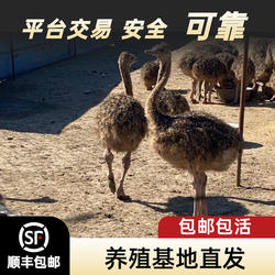 鸵鸟幼苗一对驼鸟幼崽纯种非洲鸵鸟崽活体宠物鸵鸟蛋包邮包活到家