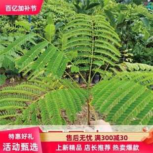 正宗凤凰木树苗小中苗红花楹树苗庭院种植盆栽地栽绿化树苗行道树