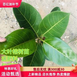 正宗高山榕树苗大叶榕树苗四季长青树庭院盆栽绿化吸水石大遮阳树