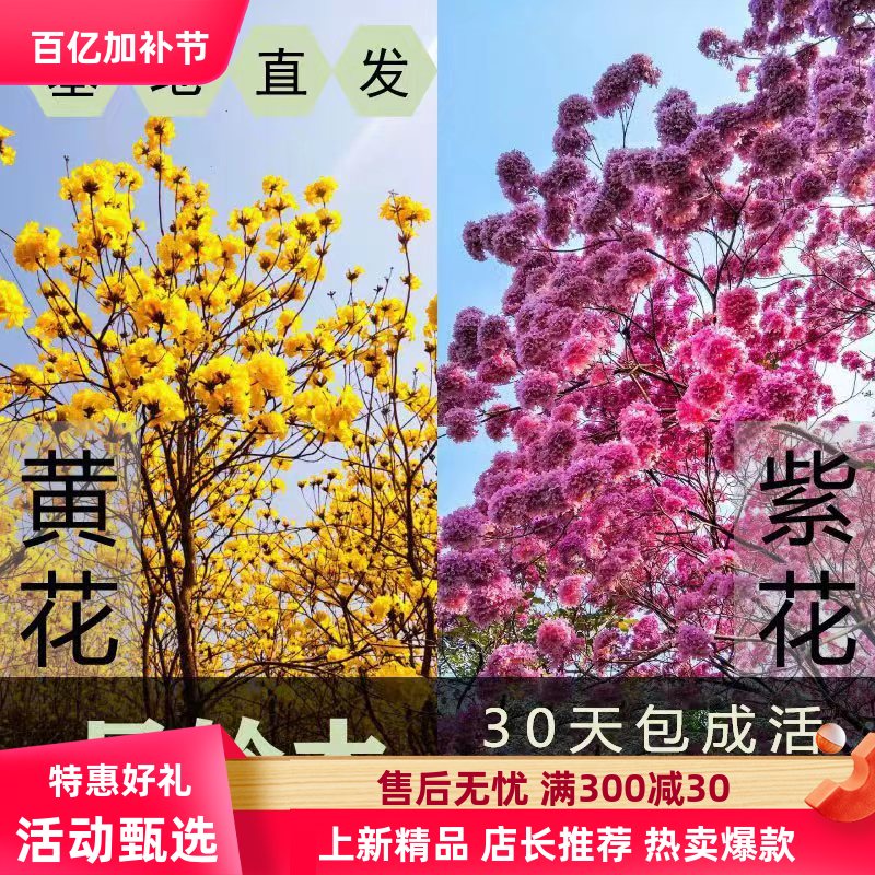正宗泰国进口黄花风铃木紫花风铃木树苗风景树小苗开花庭院小区