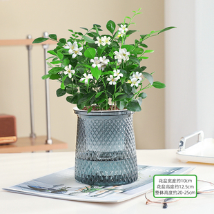 九里香盆栽办公室内绿萝箩植物水培四季 好养易活桌面绿植净化空气