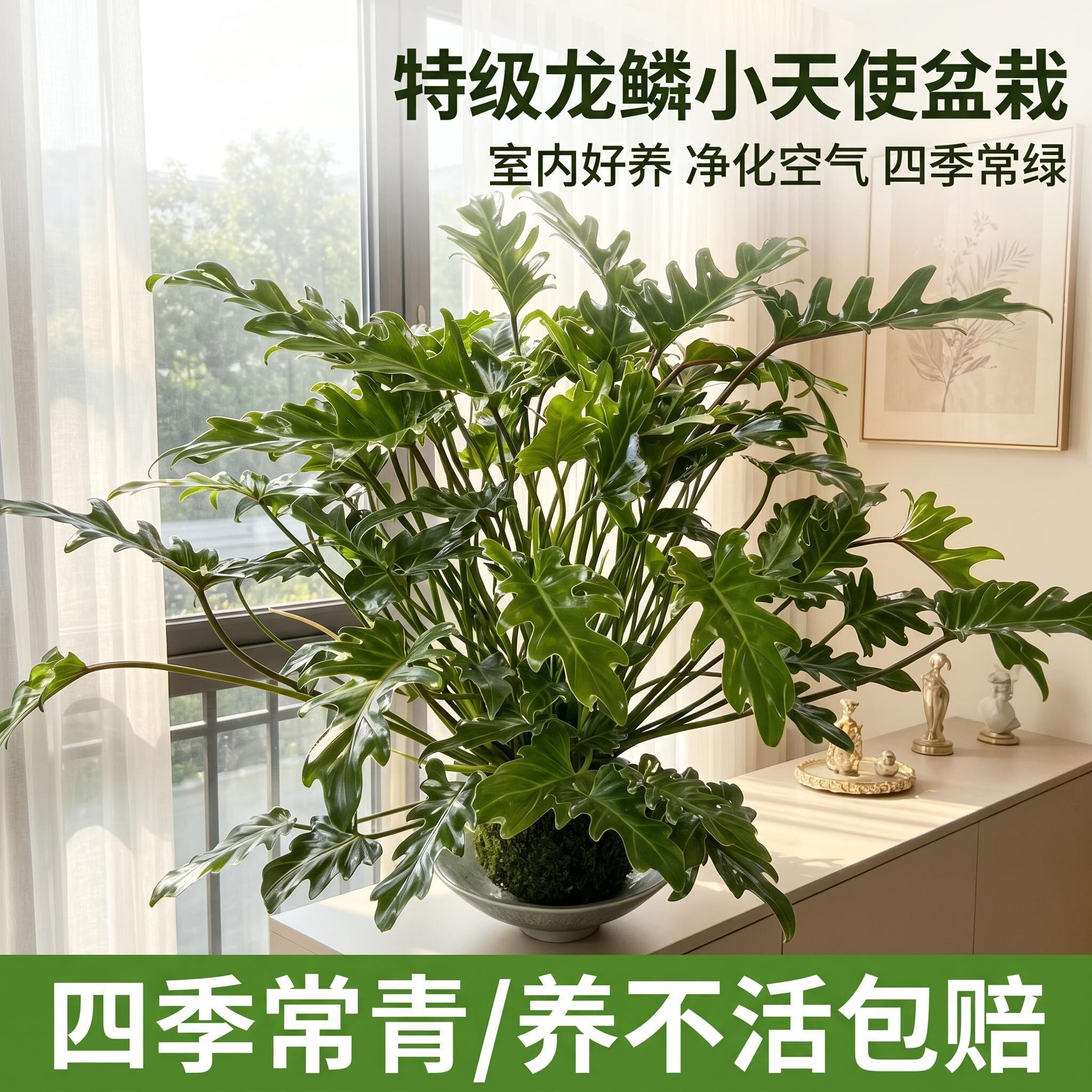 苔藓球小天使盆栽蔓绿绒绿植老桩造型室内办公客厅前台桌面植物