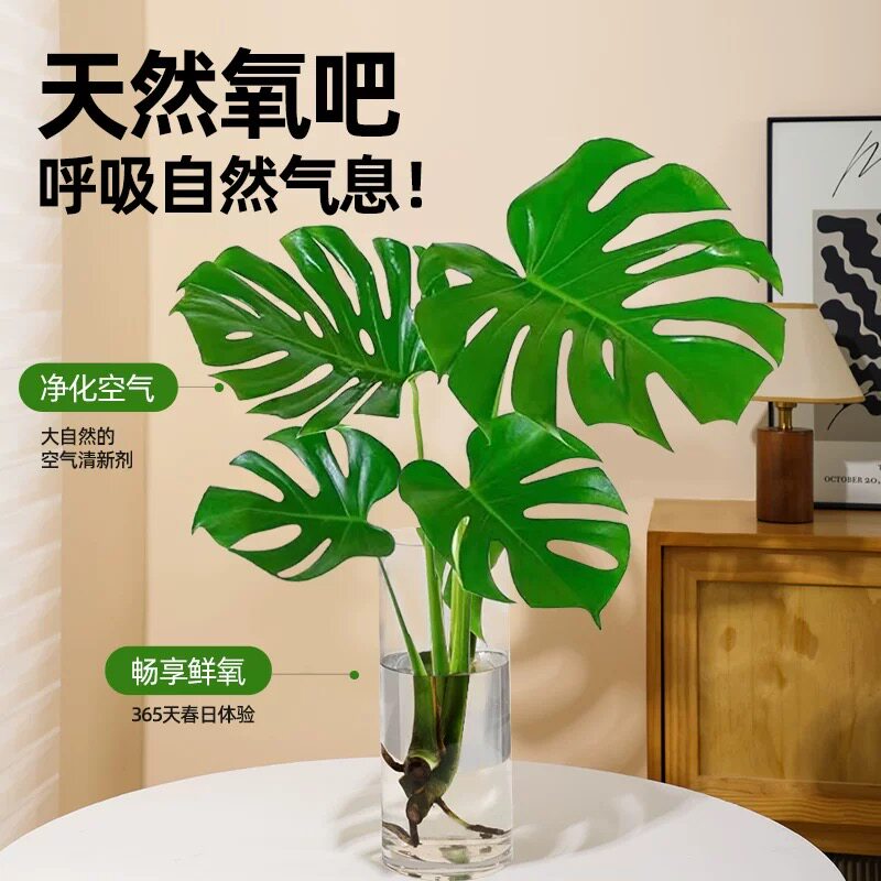 老桩龟背竹开背开洞水培龟背网红水培北欧除甲醛室内绿植净化空气