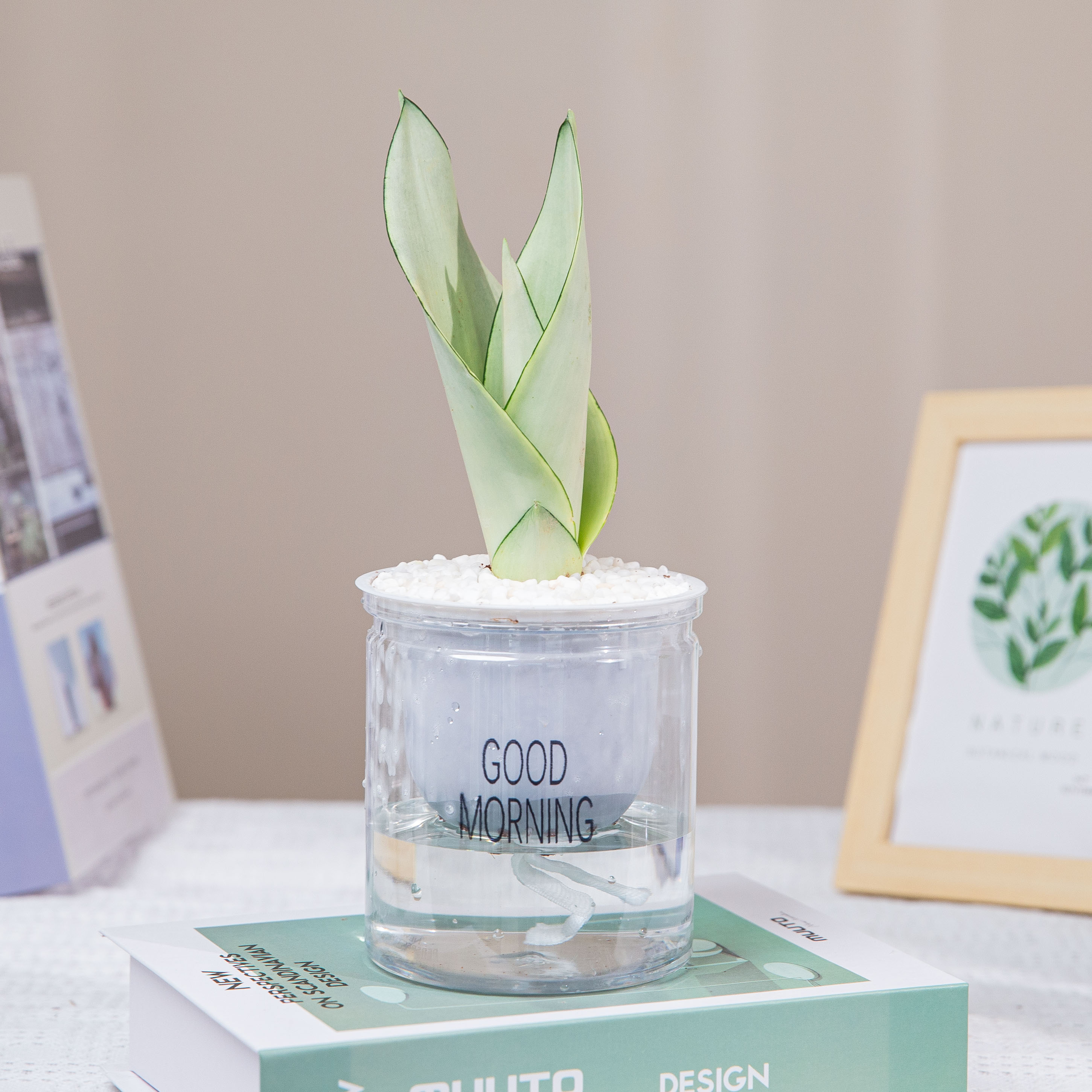 水培植物白玉虎皮兰虎尾兰室内办公室盆栽桌面摆件高档好养绿植