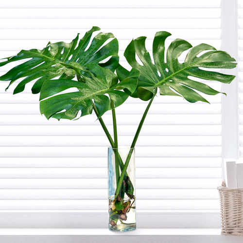 除甲醛北欧网红土净化空气室内